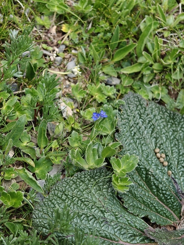 Veronica ciliata