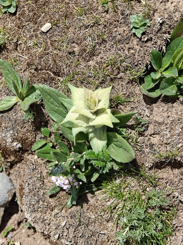Ajuga lupulina