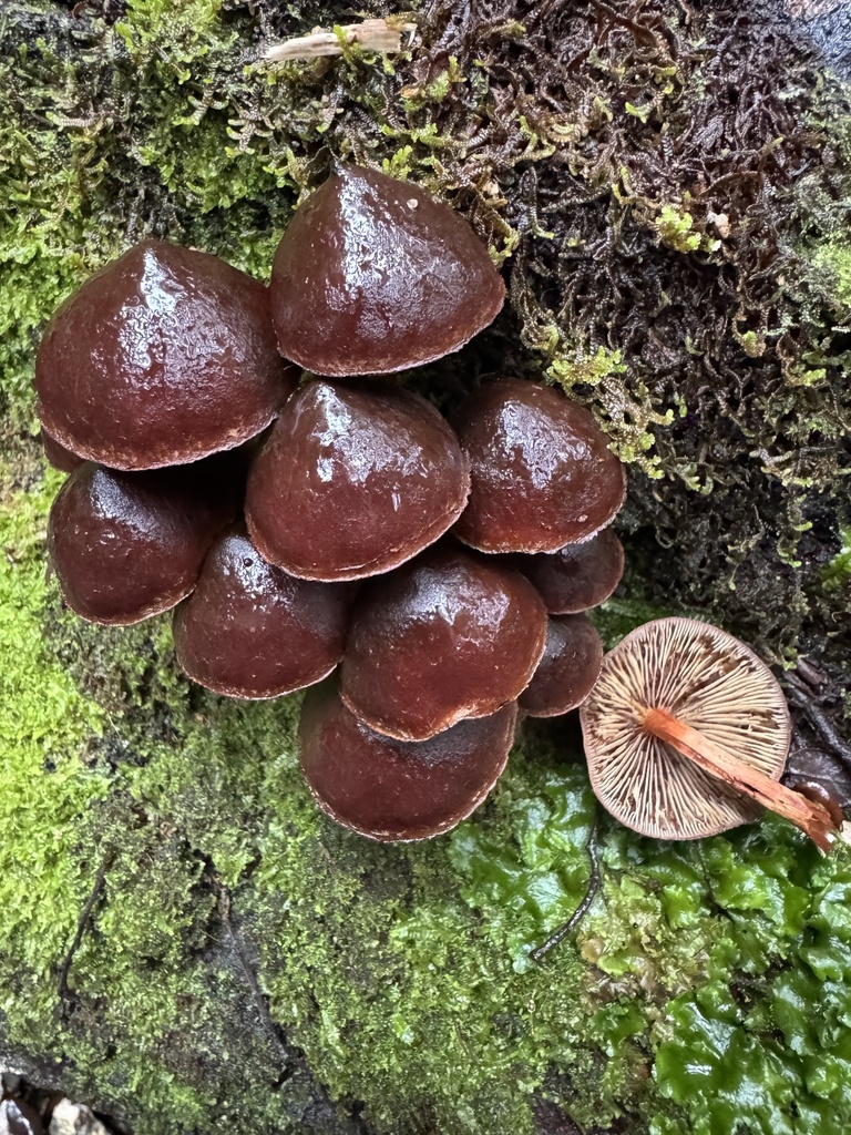 chocolate button woodtuft