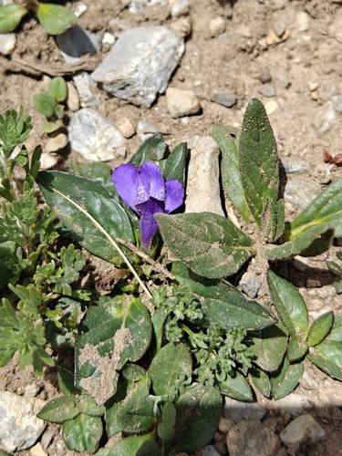 Lancea tibetica