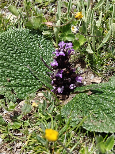 Common Lamiophlomis