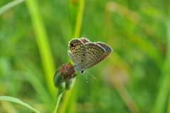Hemiargus ceraunus filenus