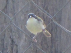 Melithreptus albogularis inopinatus