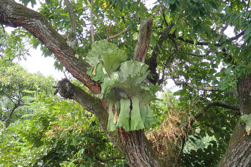 Angola staghorn fern