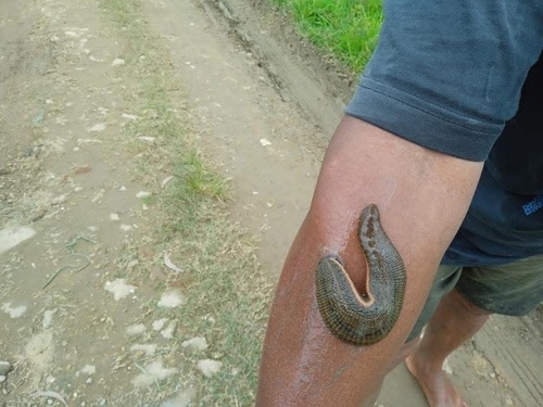 Hirudinaria manillensis observed 2025-07-15