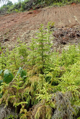 staghorn clubmoss