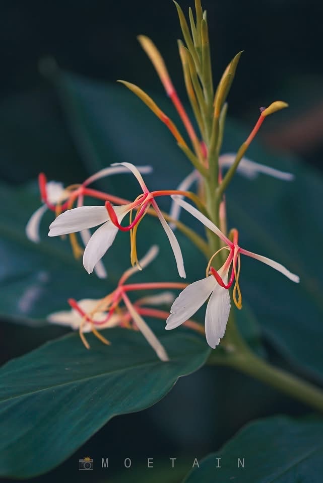 Spiked ginger lily