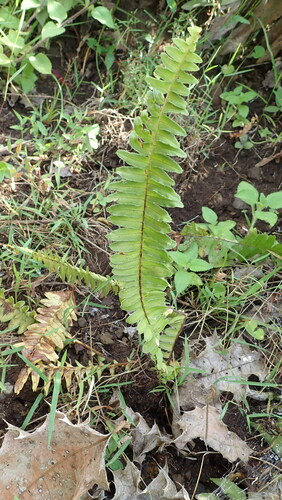 Nephrolepis undulata