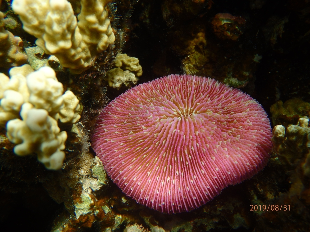 Plate Corals