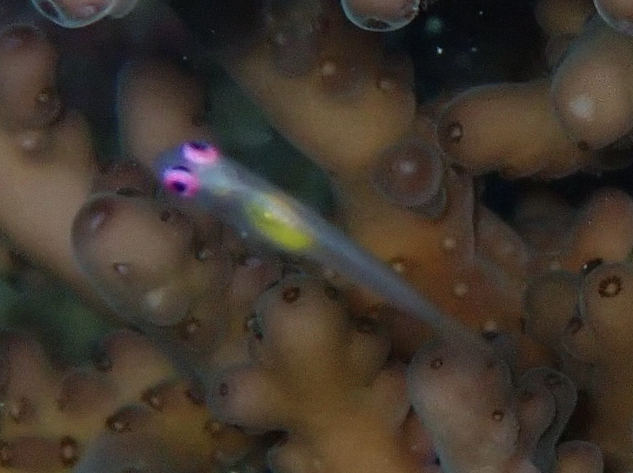 Hovering Goby