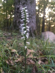 Spiranthes niklasii