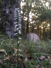 Spiranthes niklasii