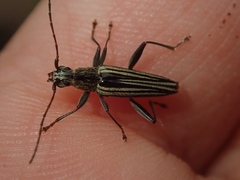 Navomorpha sulcata