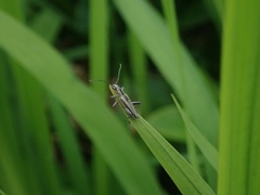 Navomorpha sulcata