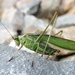 Treetop Bush Katydid - Photo (c) Larry Clarfeld, some rights reserved (CC BY-NC), uploaded by Larry Clarfeld
