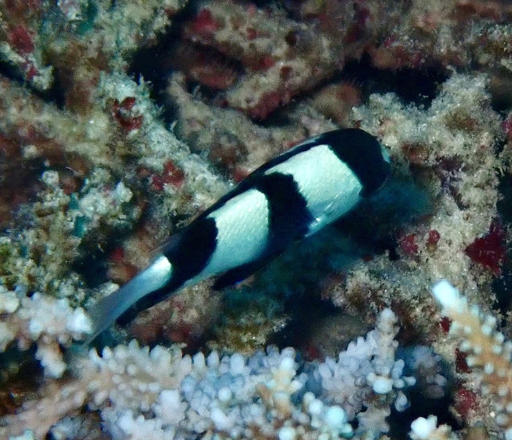 Banded dascyllus
