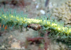 Cuspivolva howlandae