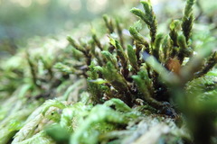 Racomitrium aciculare