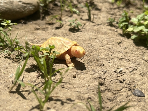 European Pond Turtle, Emys orbicularis