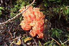 Ramaria araiospora