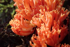 Ramaria araiospora
