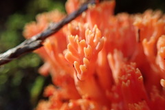 Ramaria araiospora