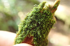 Cephalozia bicuspidata