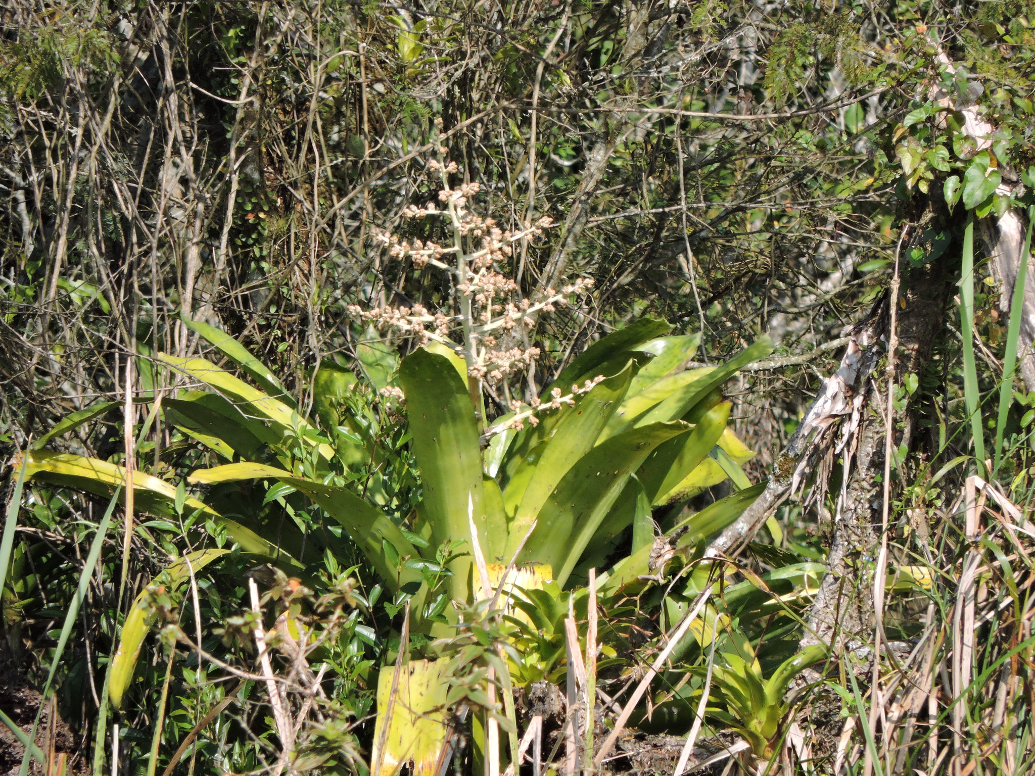 Hohenbergia augusta