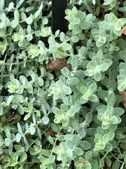 Hypericum cerastioides