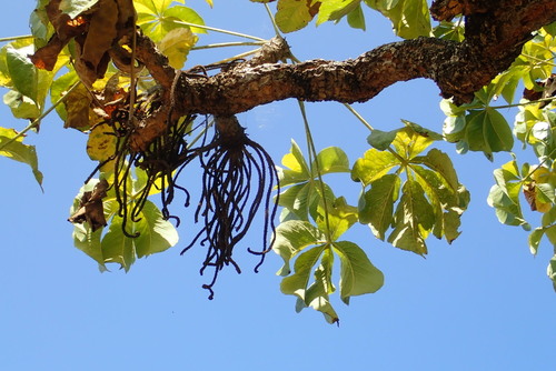 Octopus Cabbage Tree