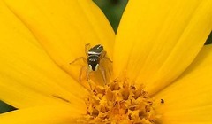 Heliophanus ussuricus