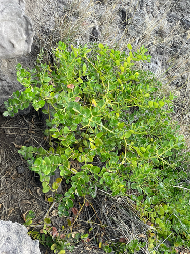 Carissa macrocarpa observed 2025-07-12