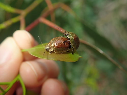 Eucalyptus variegated beetle photo 5