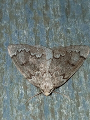 Nepytia pellucidaria