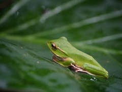 Zhangixalus prasinatus