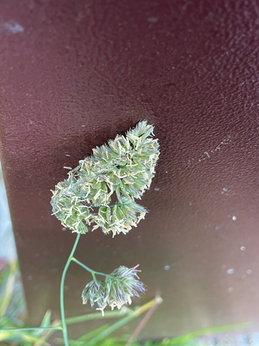 Dactylis glomerata observed 2025-07-13