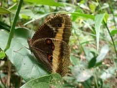 Dasyophthalma geraensis
