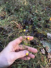 Hieracium longipilum