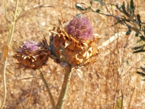 Avistamiento Alcaucil (alcachofa silvestre)