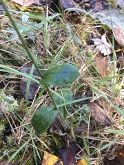 Hieracium longipilum