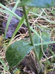 Hieracium longipilum