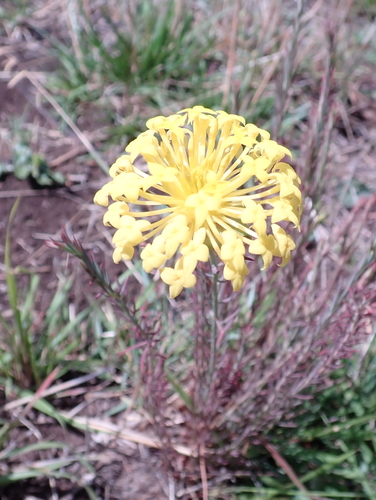 Gnidia chrysantha