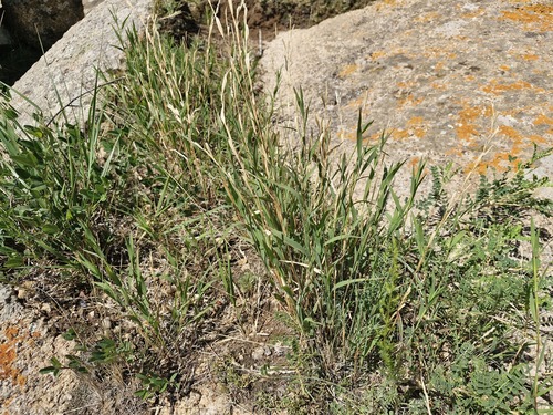 Cleistogenes hackelii iNat (2)