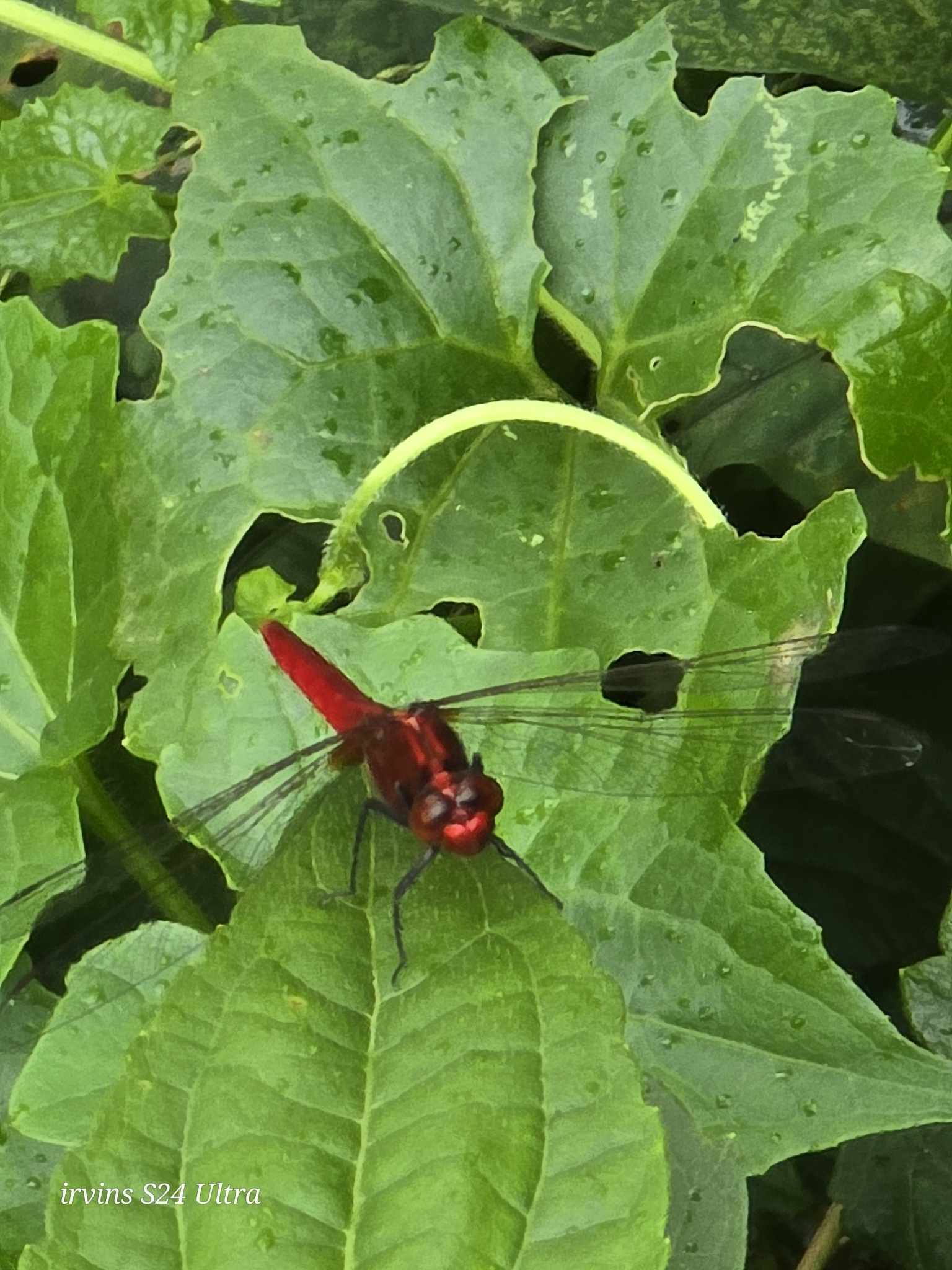 Rufous Marsh Glider