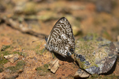 Leptotes rabefaner
