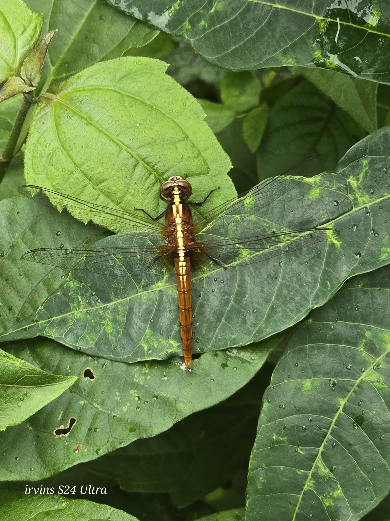 Rufous Marsh Glider