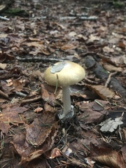 Amanita sinicoflava