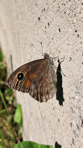 Large Wall Brown