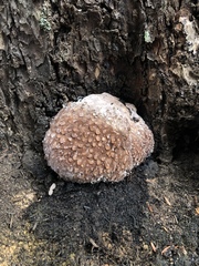 Pseudoinonotus