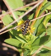 Helophilus obscurus